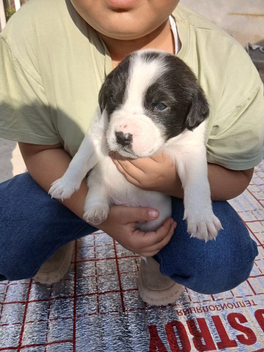 Гайир соглом кучук болалари