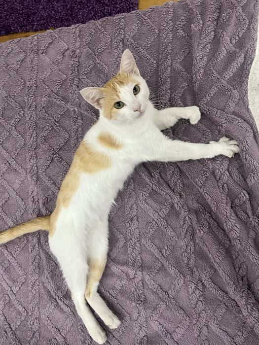 Кот в добрые руки