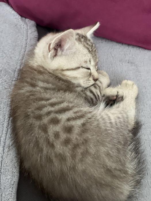 Котята бринатнцы