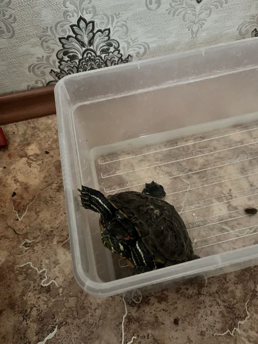 Продам черепаху красноухая