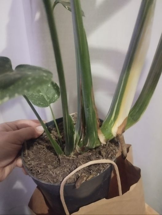 Monstera Thai Constellation