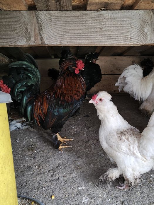 Яйца от струмски бантам и петли