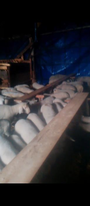 Miei lacaune de prăsilă