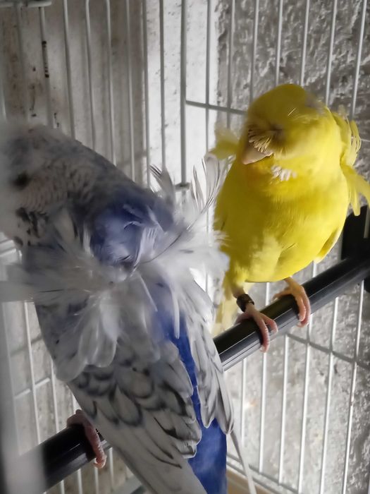 Perusi Hagoromo japonezi elicopter si standard inelați