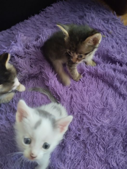 Отдаю котят в добрые руки