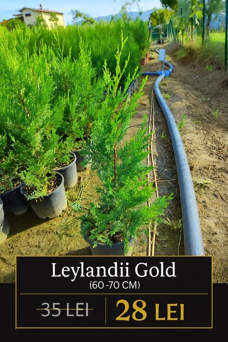 Plante pentru gard viu – Photinia, Prunus, Leylandii, Bonsai