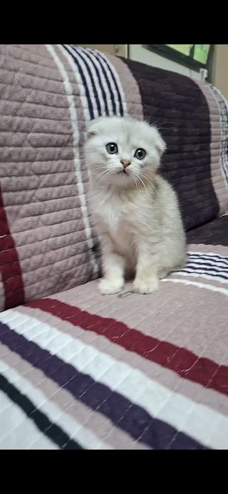 Продаётся котенок