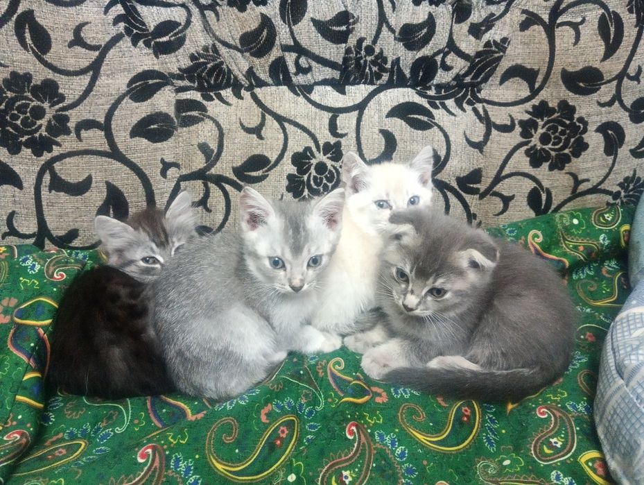 Котята мальчики бесплатно