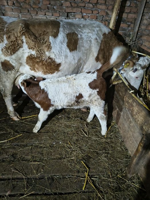 Vacă fătată cu vițel mascul de două săptămâni