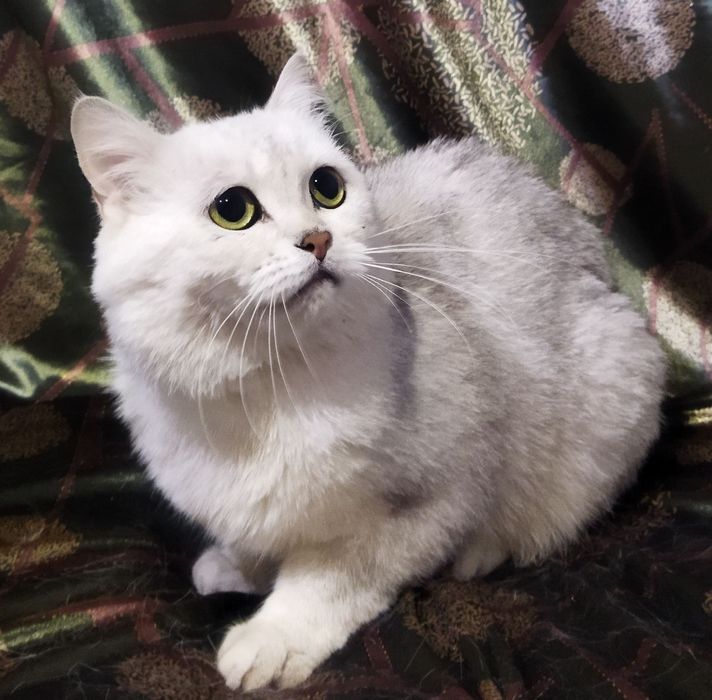 Вязка котов породистых