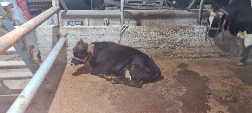 Shved buzoq ёшга толган