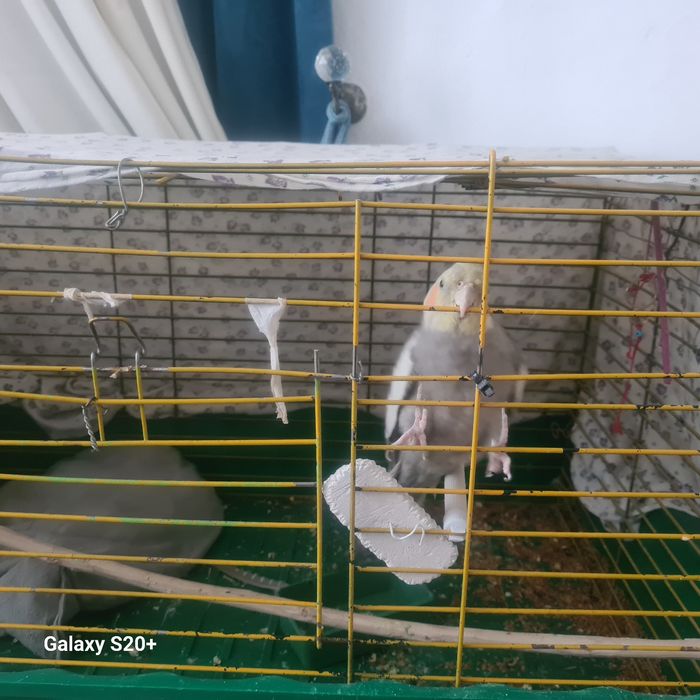 Продам попугаи Корелло очень кросивы сомец