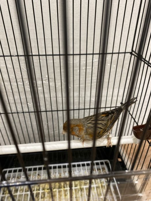 Канарейка сотилади полни сайрода