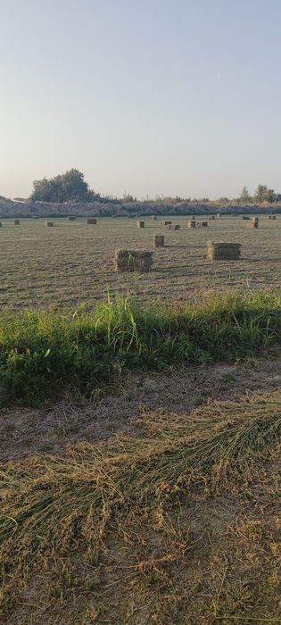 Беда ва бугдой  самони сотилади