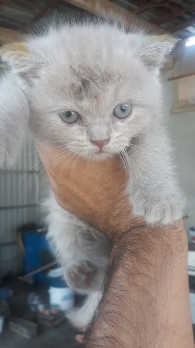 Котята вислоухие