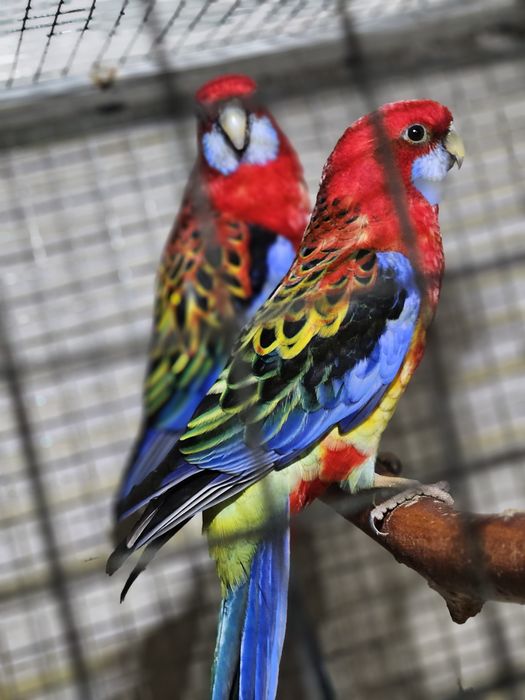 Vand sau schimb cu perechi de papagal calugar