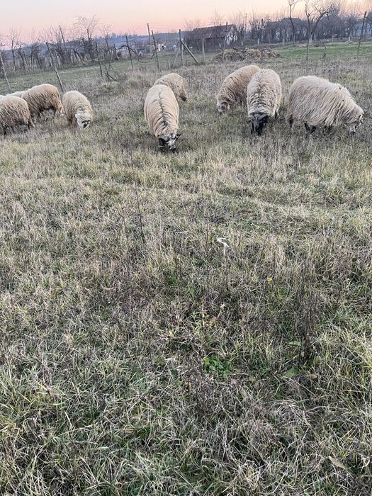 Berbeci tinerii si carlanii