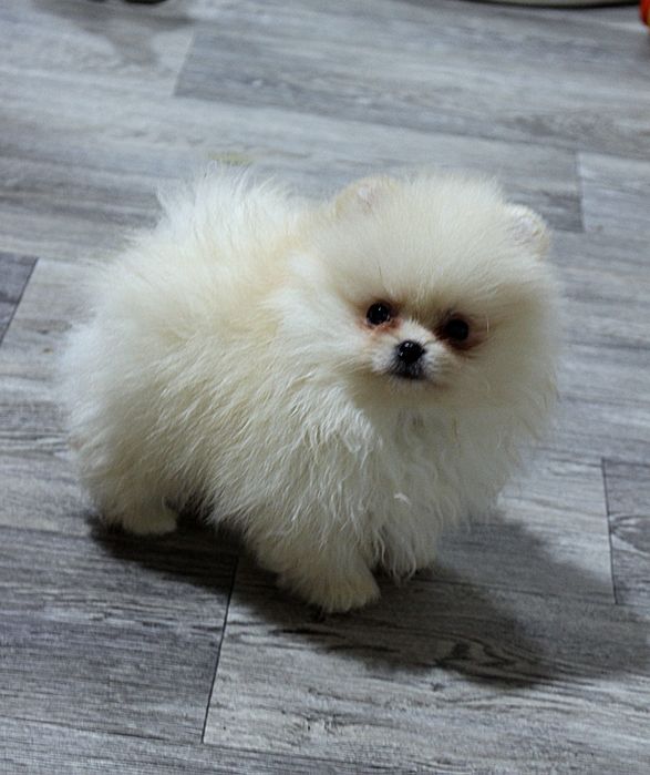 Померан мини мъжко и женско