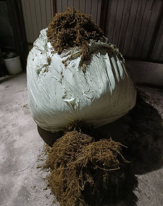 Baloti infoliati de lucerna