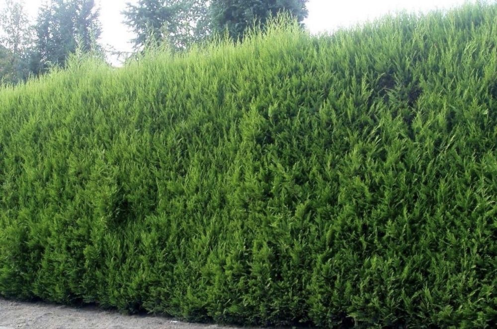 Gard viu verde vesnic din tuia leylandii cupressus