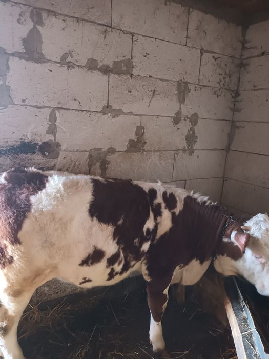 Vând  vițea  mai multe informatii la telefon