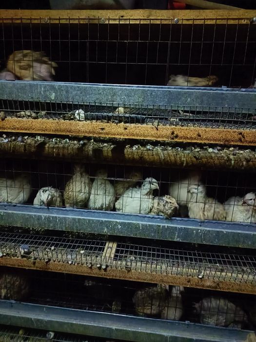 Продам перепёлак