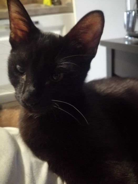 Три котета търсят дом