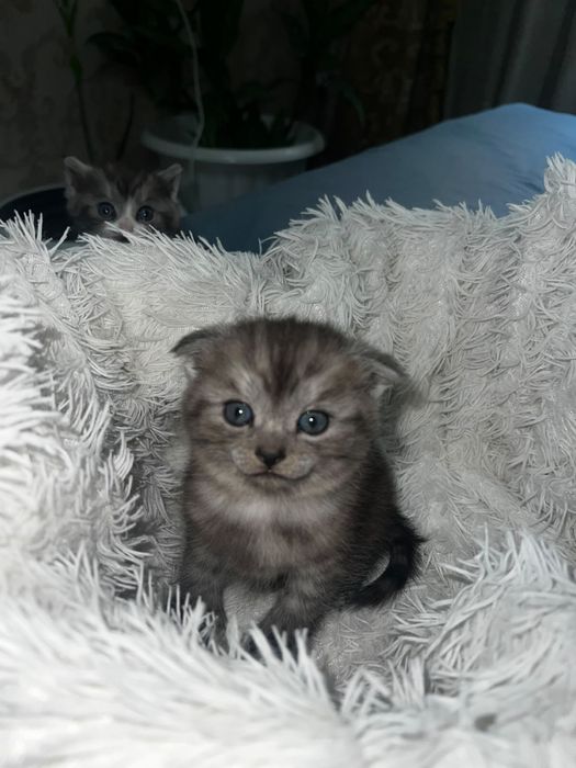 Шотландские котята бронь