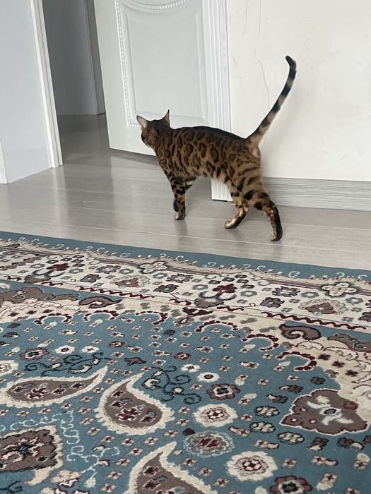 Бенгальская кошка