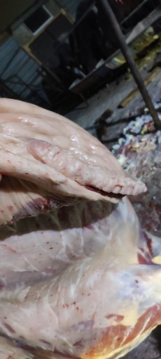 Лошади  согым в астане на лесозоводе