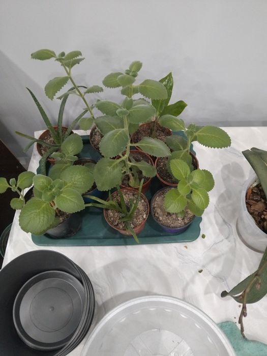 Гүлдер сатылады әр түрлі!