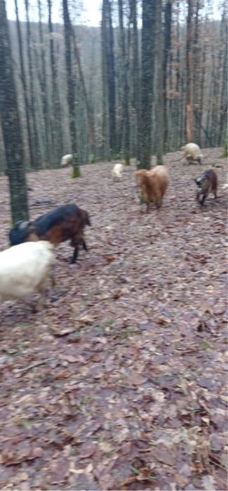 Vand  capre  una e fatata