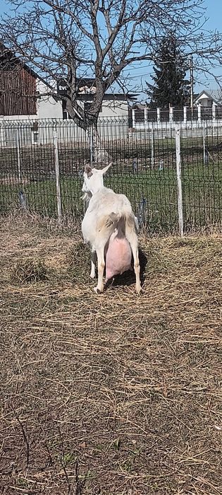 Vand trei iezi  superbi