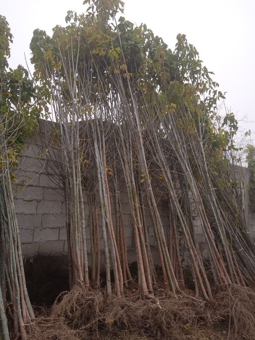 Каталпа. ясин.клён.кучатлари