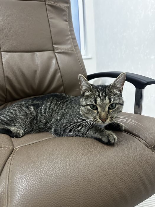 Отдам кота подростка даром