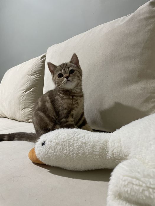 котенок шотландской породы девочка