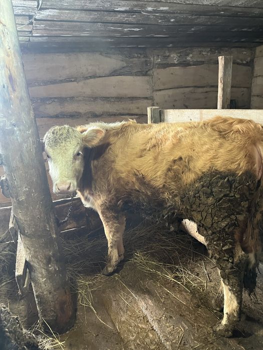 Симменталь қашар