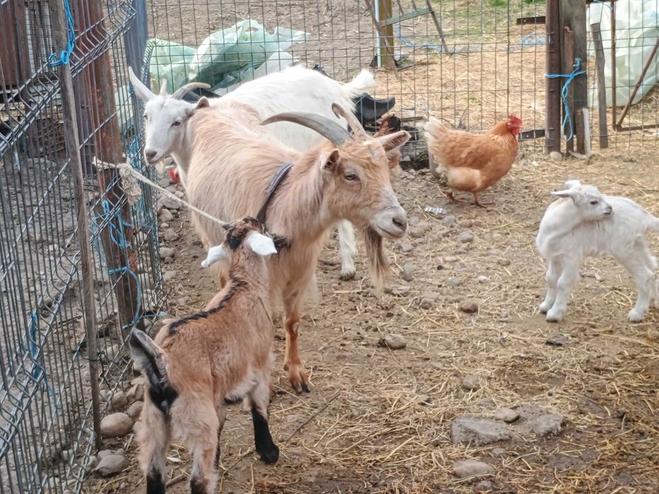 Vând 2 capre românești, fiecare cu câte un ied