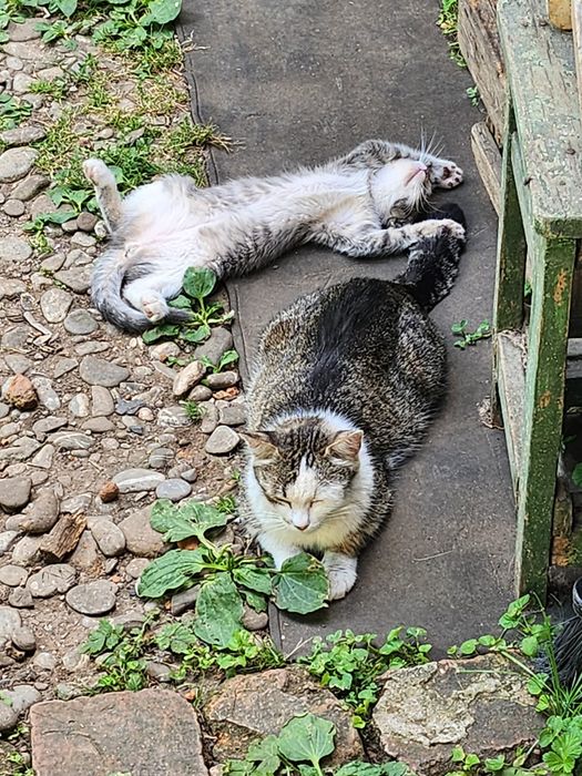 Spre adopție – Pisică mamă și 3 pisoi