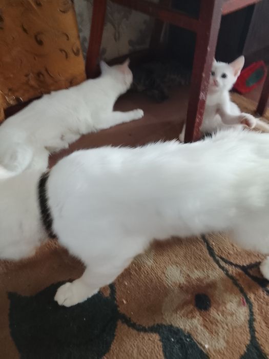 Продаются котята