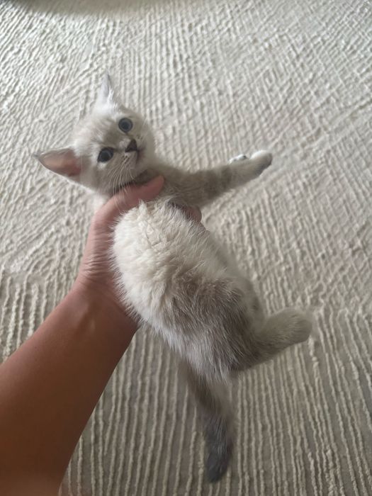 Котёнок (девочка)