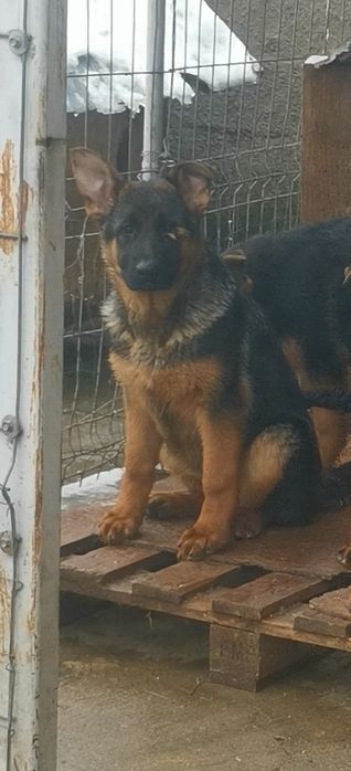 Pui ciobănesc german