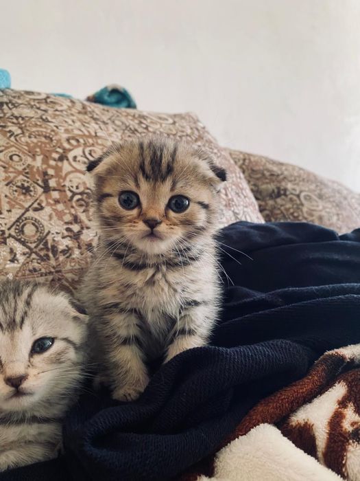 Продам породистых котят
