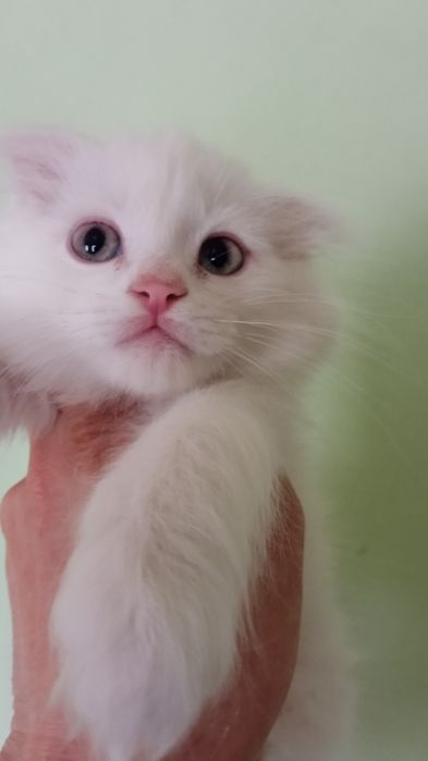 Britanskiy fold  oppoq mushukchalar. Sotiladi.