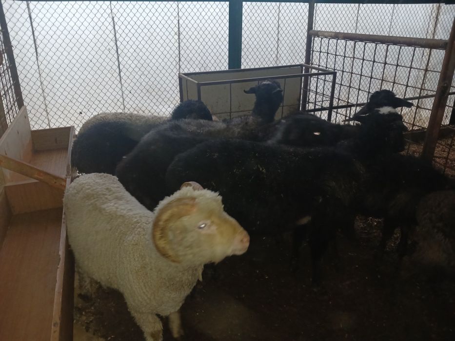 Койлар Токтылар сатлады.