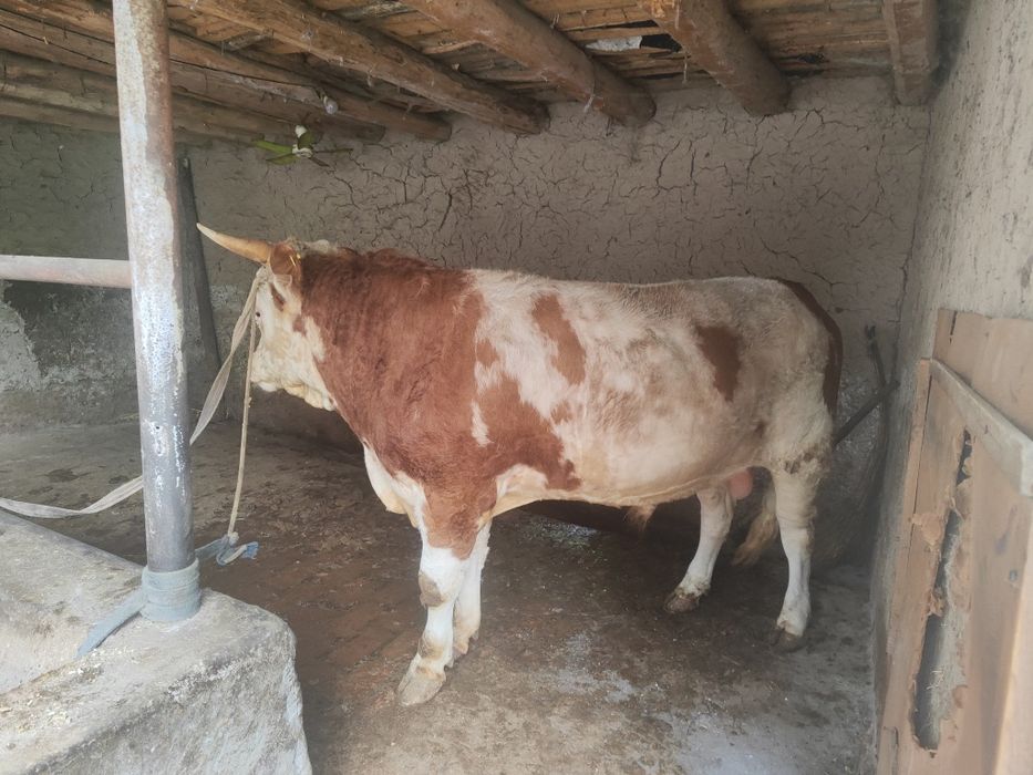 Rasiski smental tani sogʻ 550kg