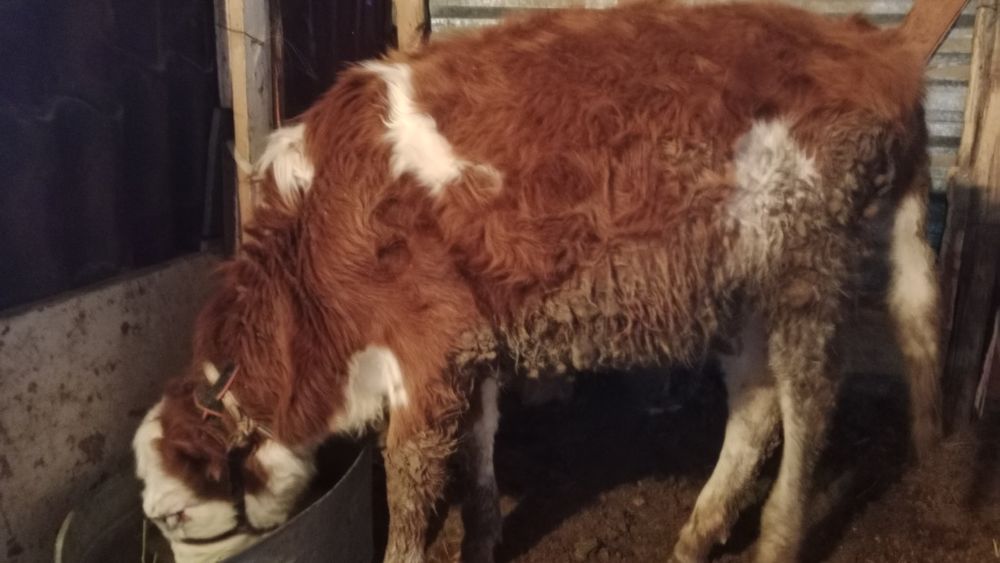 Семиз баилау тана сатылады