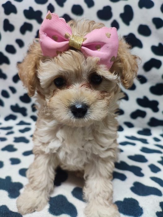 Продам щенков той пуделя