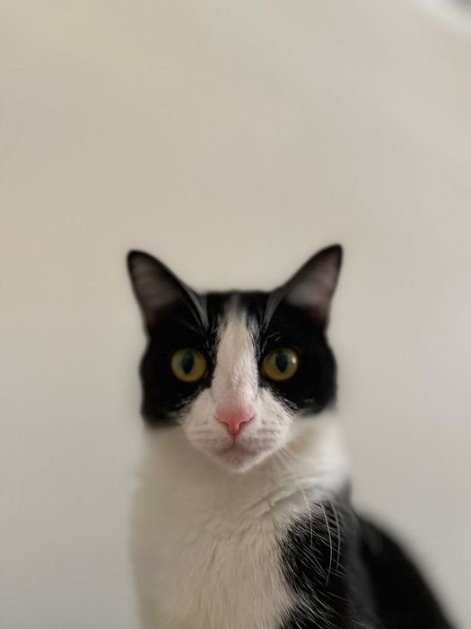 Кошка в добрые руки