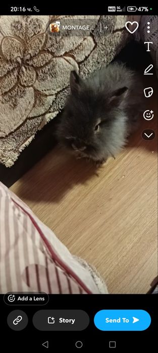 Продавам зайчета